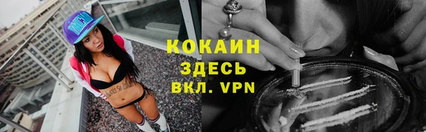 сатива Новозыбков